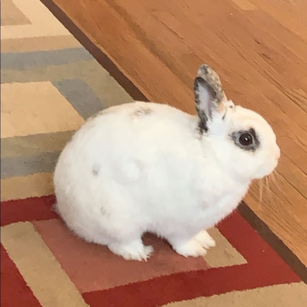 Meet your Posher, Amelia